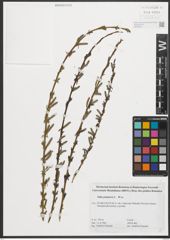 Foto von Salix purpurea L.